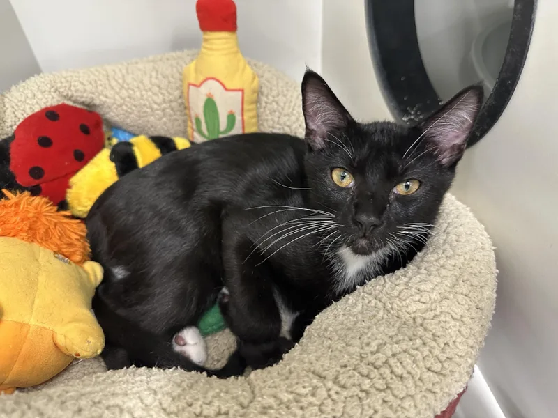 A baby medium-sized male Black & White / Tuxedo Domestic Short Hair cat named Sir Purr for adoption in Easley, SC