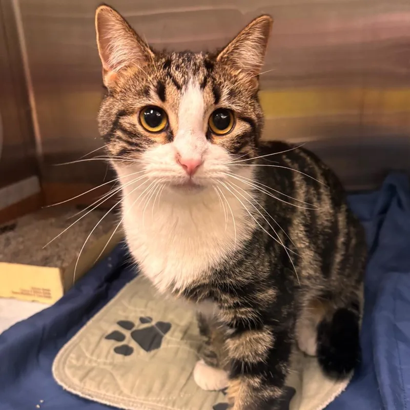 A young medium-sized female Brown / Chocolate Domestic Short Hair cat named Olive for adoption in Belleville, IL