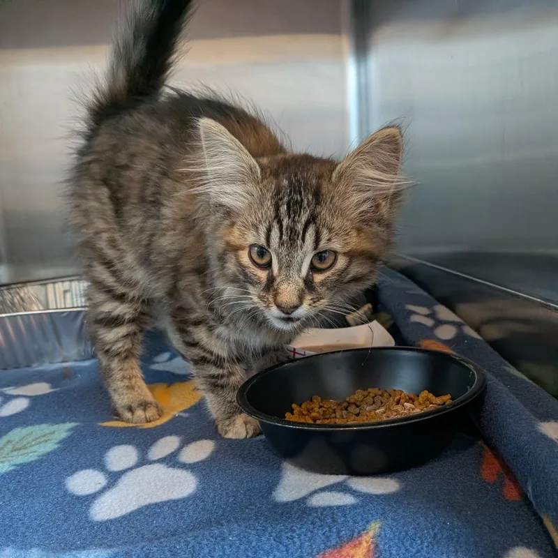 A baby small-sized female Torbie Domestic Medium Hair cat named Lulu for adoption in Matteson, IL