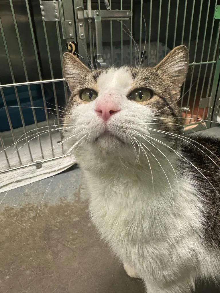 A young medium-sized male Domestic Short Hair cat named Blue Moon for adoption in Olean, NY