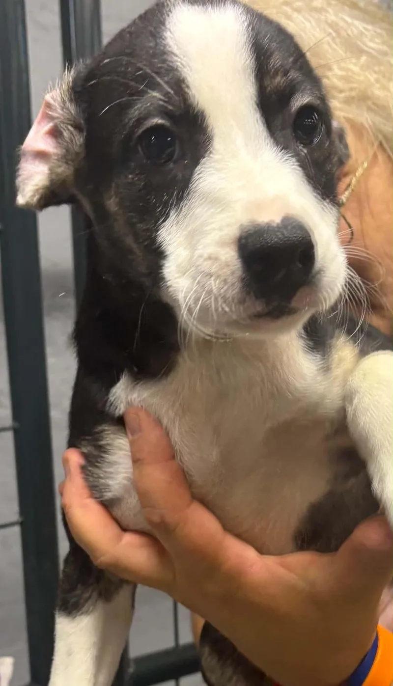 A baby medium-sized male Black German Shepherd Dog dog named Dinger for adoption in Clairton, PA