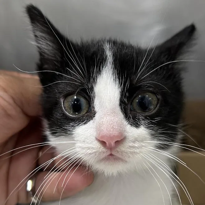 A baby small-sized female Black Domestic Short Hair cat named Tater Tot for adoption in Newark, NJ
