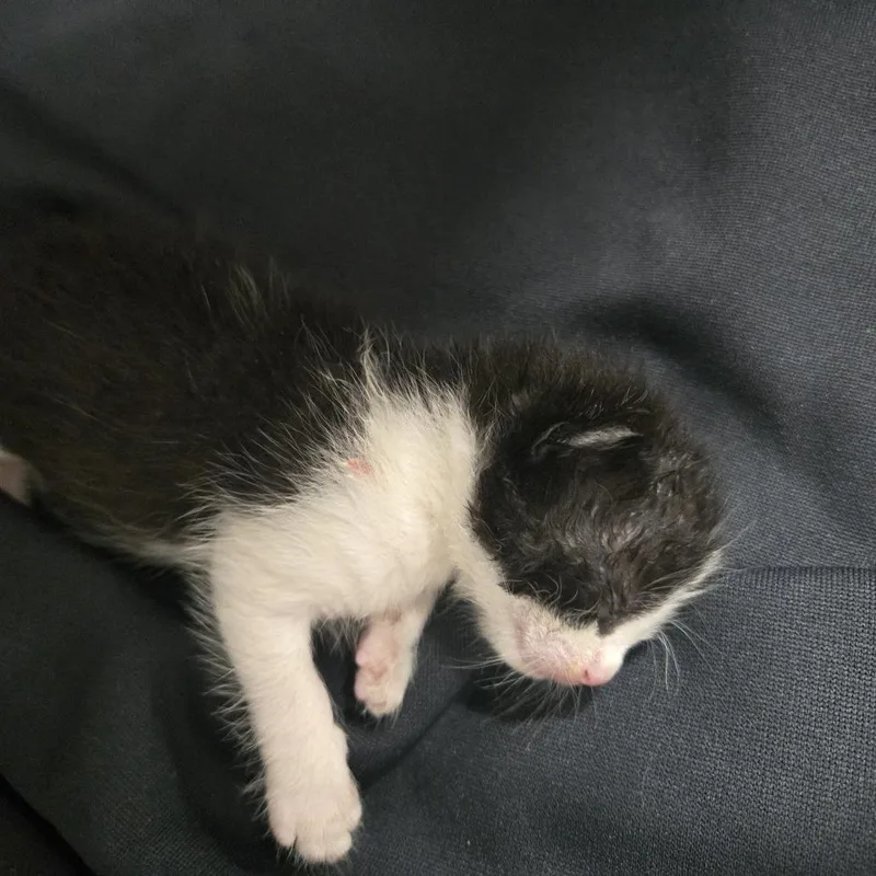Tater Tot thumbnail 2