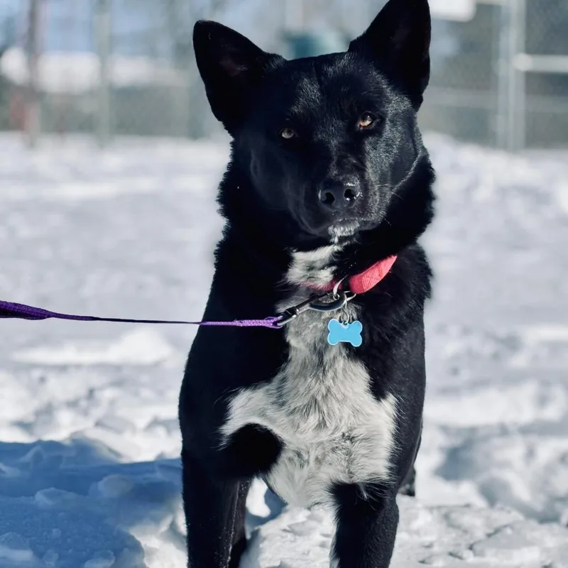 Dr. Robby thumbnail 2