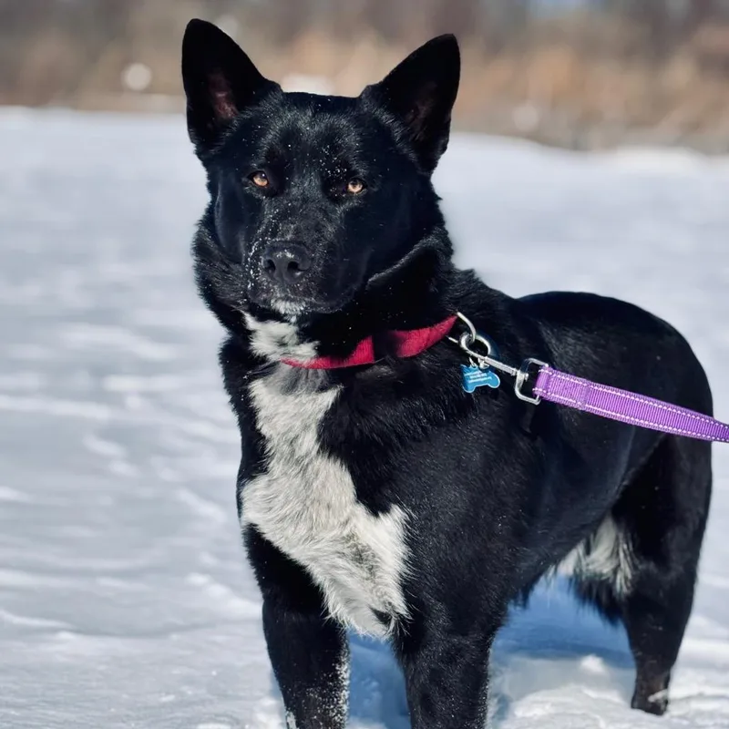 Dr. Robby thumbnail 3