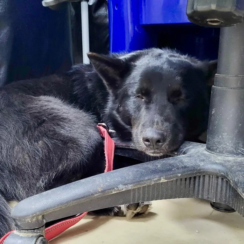 Dr. Robby thumbnail 4