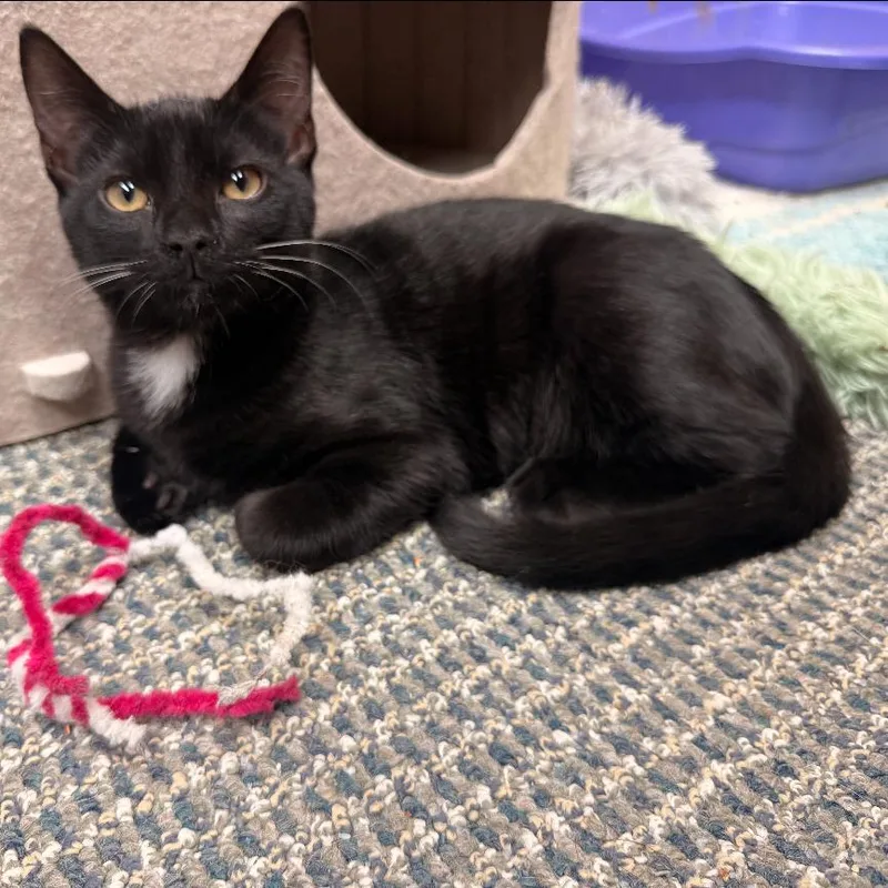 A young small-sized female Black Domestic Short Hair cat named Choco for adoption in Los Angeles, CA