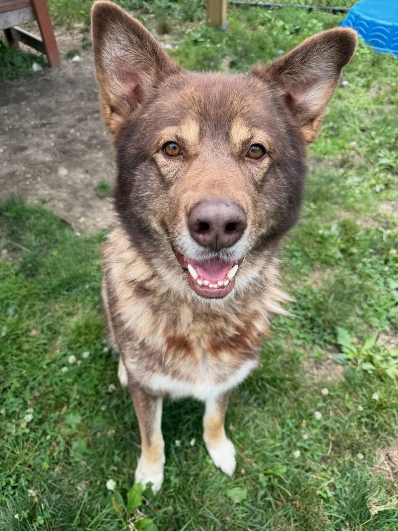A young large-sized male Brown / Chocolate Husky dog named Apollo Tag for adoption in Central Islip, NY
