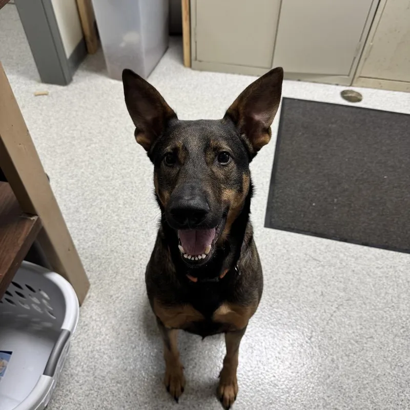 An adult large-sized male Brown / Chocolate Belgian Shepherd / Malinois dog named Justice for adoption in Sullivan, IL