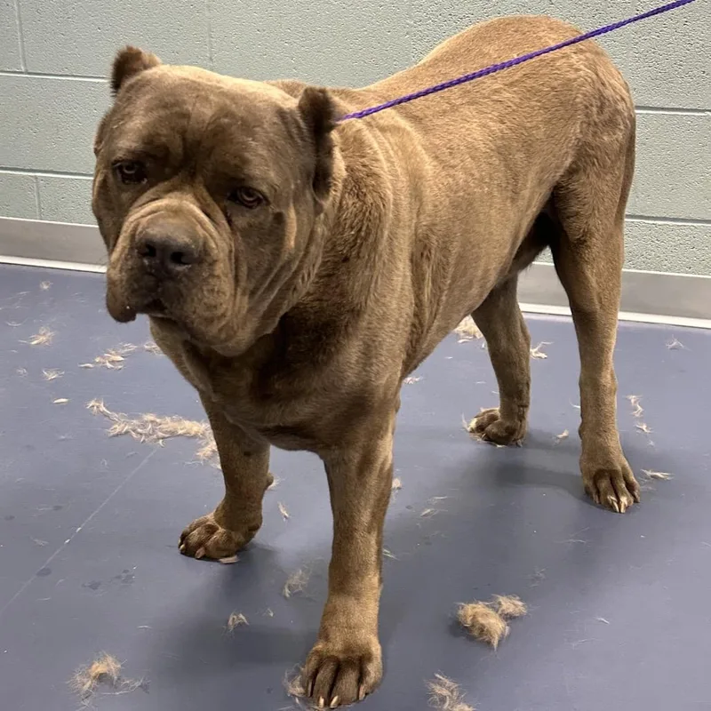 An adult extra large-sized female Gray / Blue / Silver Presa Canario dog named Bubbette for adoption in Greensboro, NC