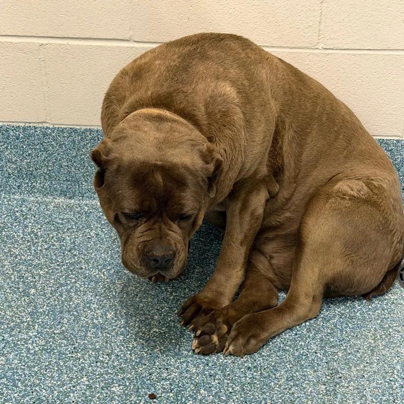 Bubbette thumbnail 2