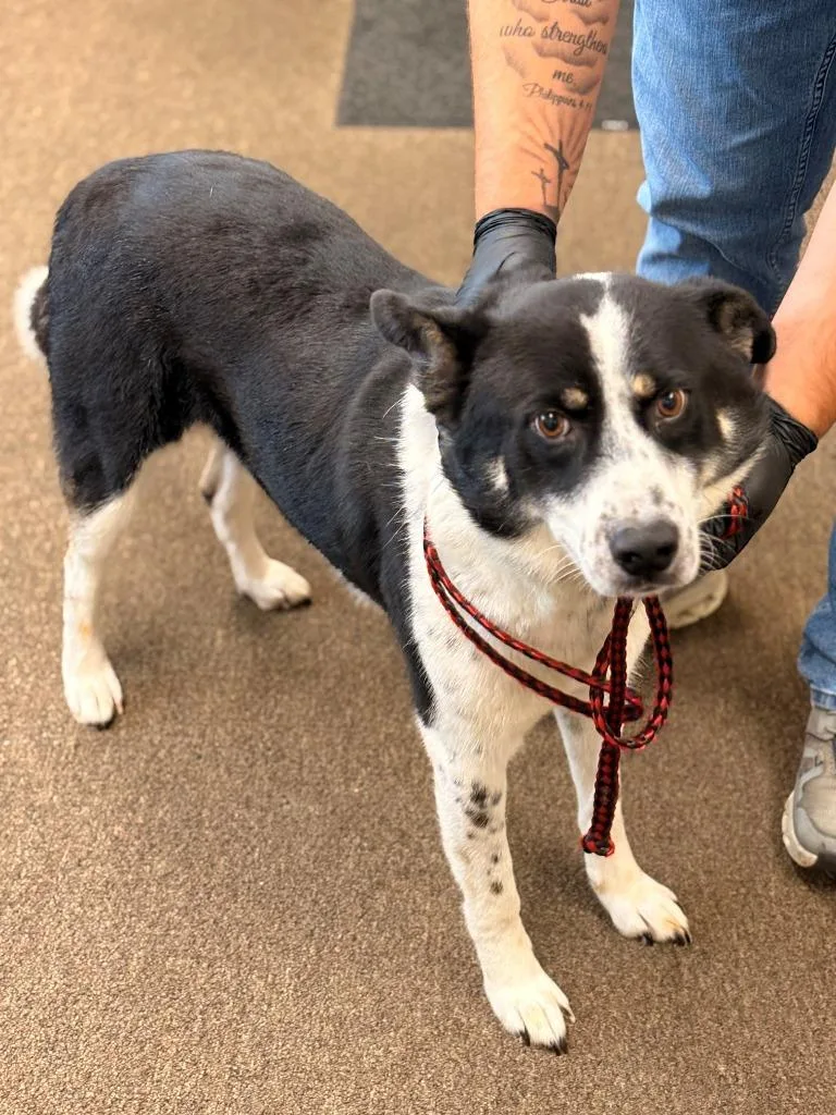 An adult medium-sized male Mixed Breed dog named Roscoe for adoption in Effingham, SC