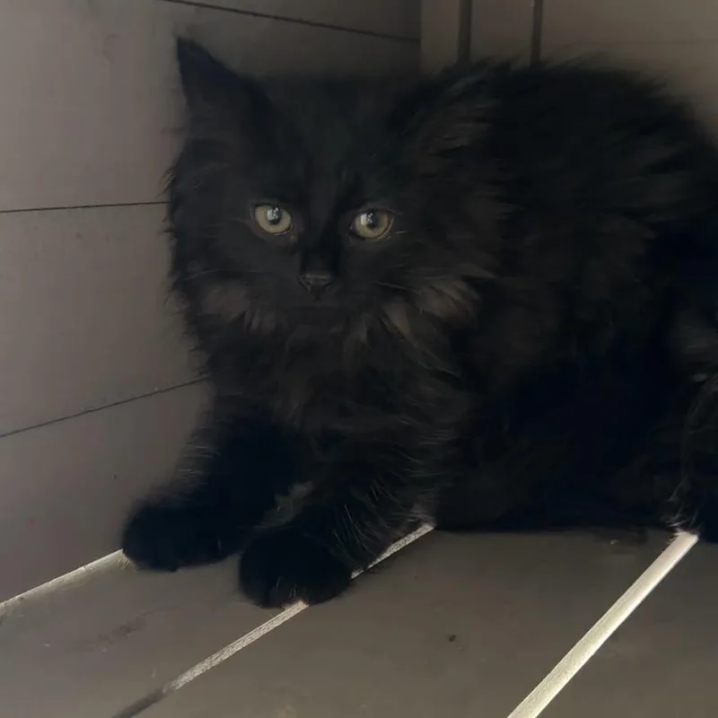 Litwick