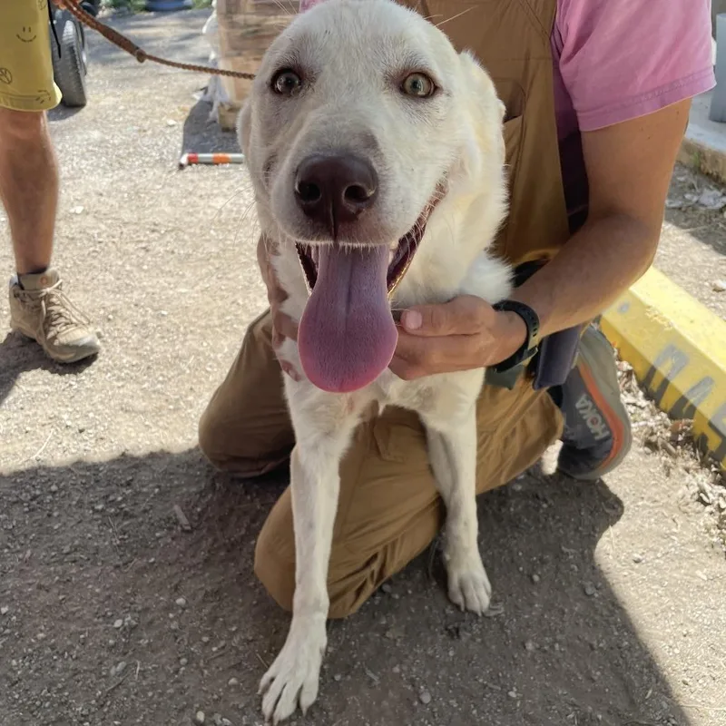 A young medium-sized male White / Cream Labrador Retriever dog named Derek Shepard for adoption in Austin, TX