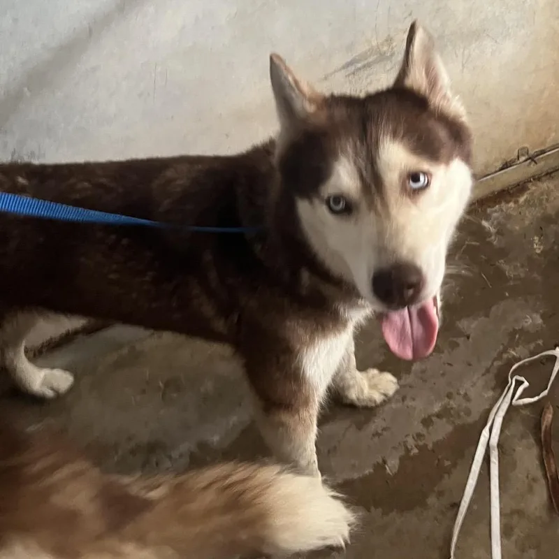 An adult medium-sized female Brown / Chocolate Husky dog named Athena for adoption in Edinburg, TX