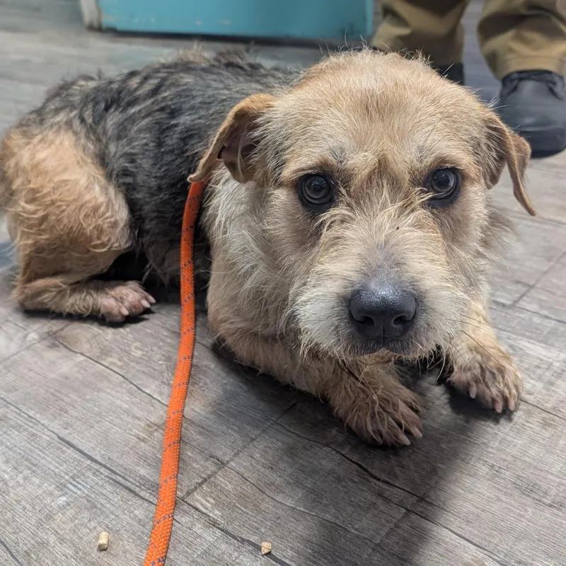 A senior medium-sized male Yellow / Tan / Blond / Fawn Mixed Breed dog named Leroy for adoption in Jefferson city, TN