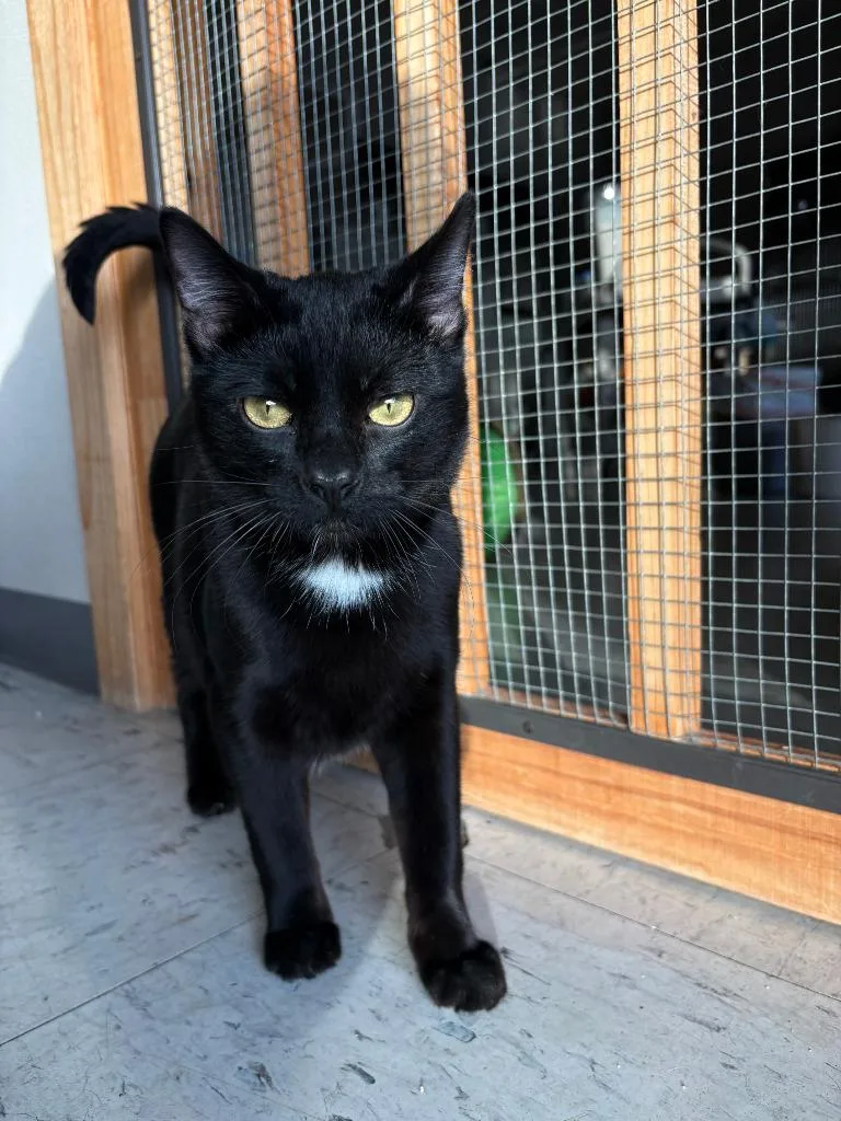 Sunday Icc thumbnail 2