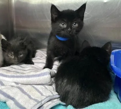 A baby small-sized male Domestic Short Hair cat named Half Dollar for adoption in Hobart, IN