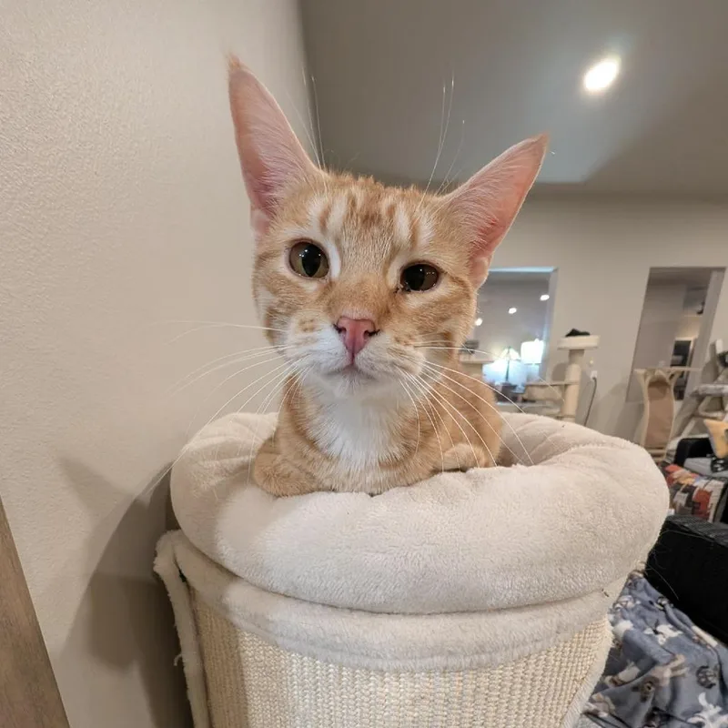 A young small-sized female Orange / Red Domestic Short Hair cat named Michael for adoption in Sioux Falls, SD
