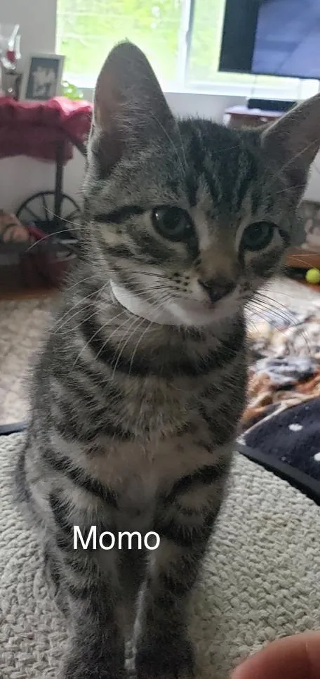 A baby small-sized male Tabby (Brown / Chocolate) Domestic Short Hair cat named Momo for adoption in Topsham, ME