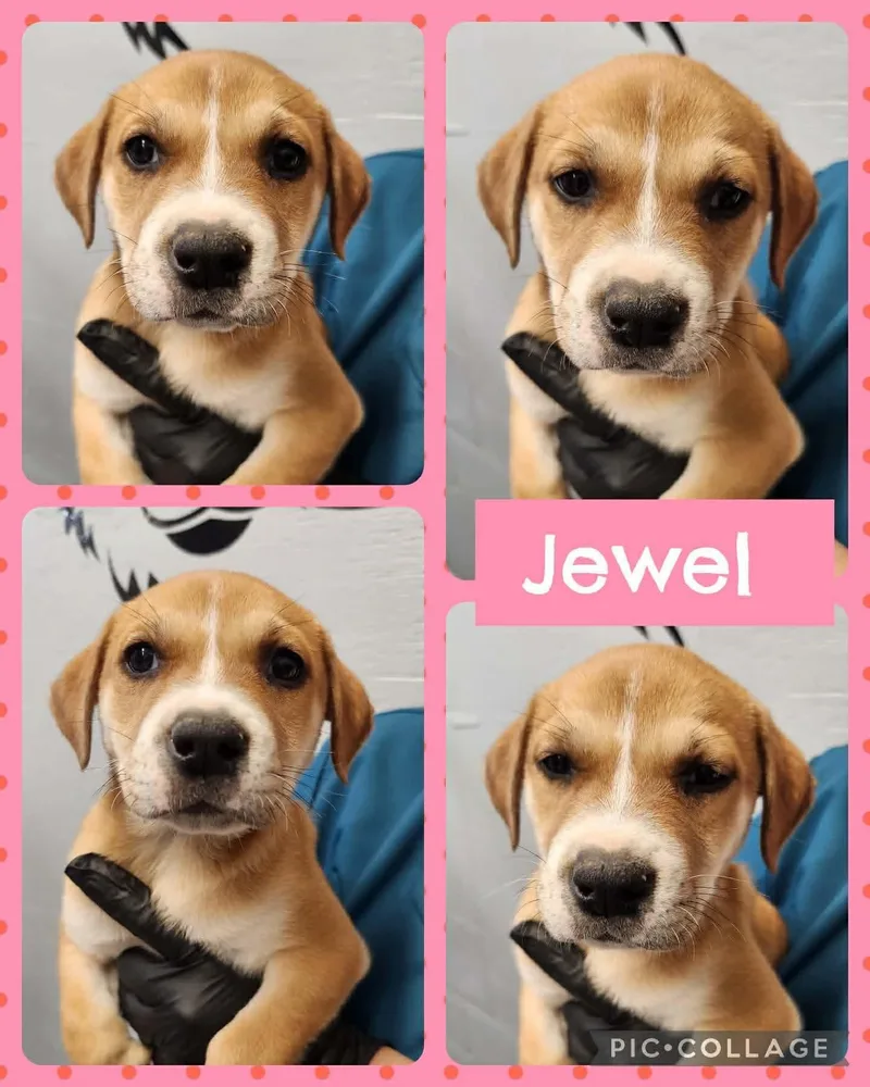 A baby medium-sized female Golden Labrador Retriever dog named Jewel for adoption in Ringwood, NJ