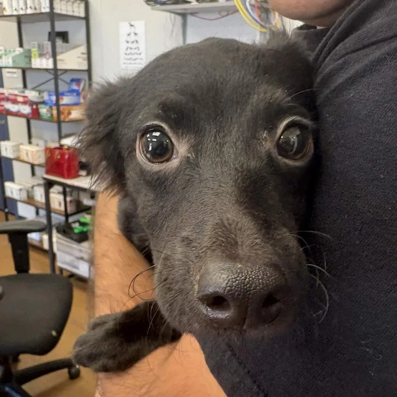 A baby small-sized male Black Labrador Retriever dog named Creed for adoption in Beaumont, TX