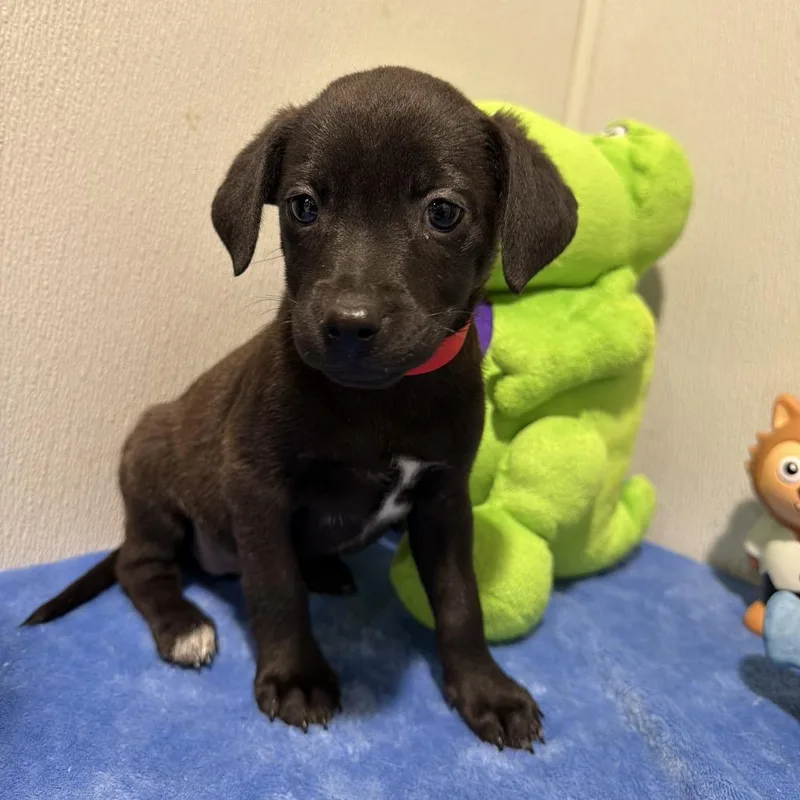 A baby medium-sized female Black Labrador Retriever dog named Wendy for adoption in Tampa, FL