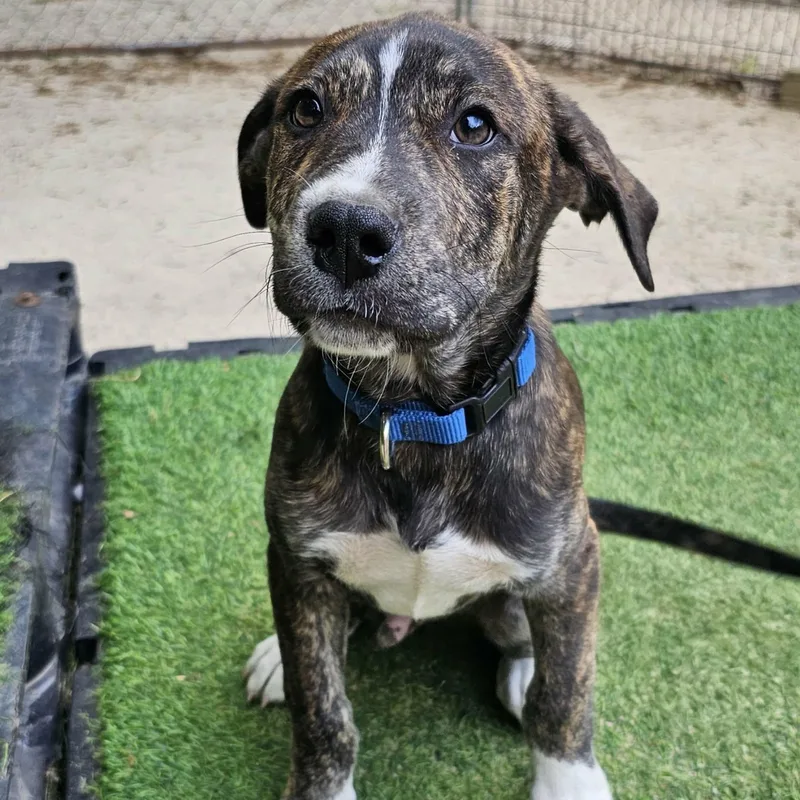 A baby medium-sized male Brindle Mixed Breed dog named Guthrie for adoption in BONIFAY, FL