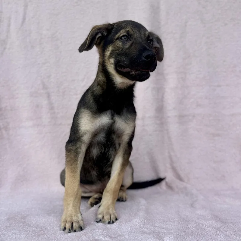 A baby small-sized male Black Shepherd dog named Rattle for adoption in Binghamton, NY