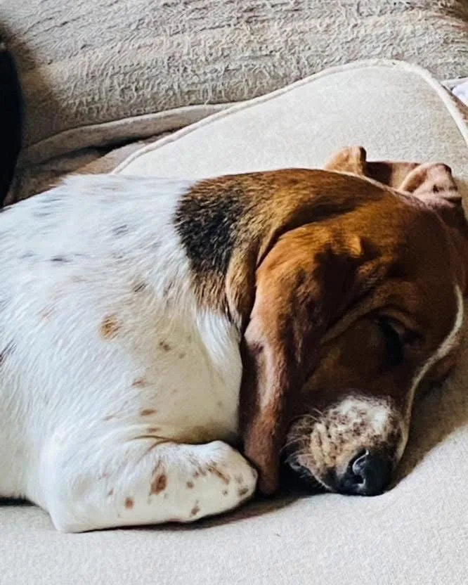 A young medium-sized female Basset Hound dog named Hazel for adoption in Valrico, FL