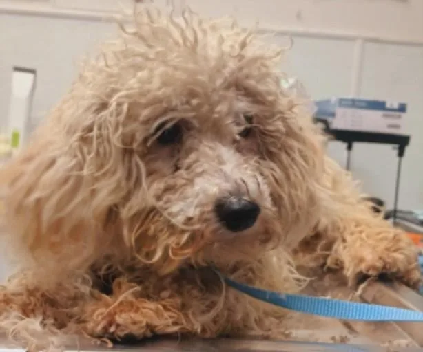 A young medium-sized female Maltese dog named Spooner for adoption in Los Angeles, CA