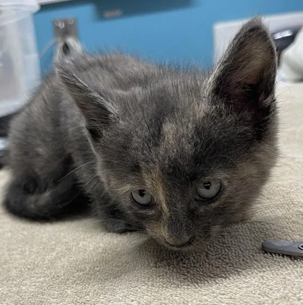 A baby small-sized female Domestic Short Hair cat named Ariel for adoption in Escondido, CA