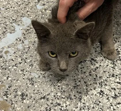 An adult small-sized male Domestic Short Hair cat named Frisco for adoption in West Chester, PA