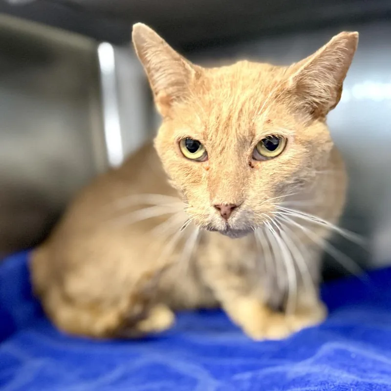 A senior large-sized male Orange / Red Domestic Short Hair cat named Carlitos for adoption in Palm Springs, CA
