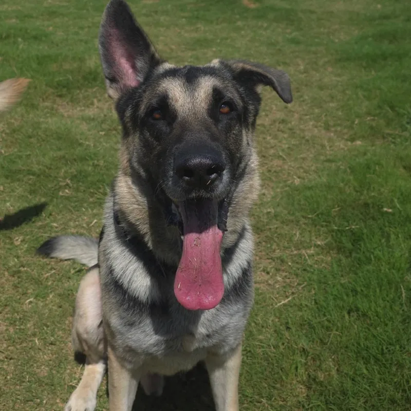 A senior large-sized male Yellow / Tan / Blond / Fawn German Shepherd Dog dog named Rocky for adoption in Tampa, FL