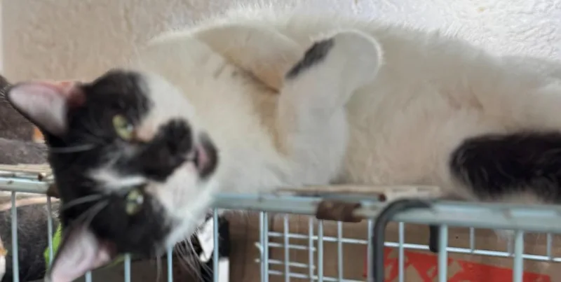 Valentina thumbnail 2