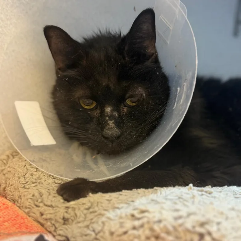 A senior large-sized male Black Domestic Long Hair cat named Velvet for adoption in Pittsburgh, PA