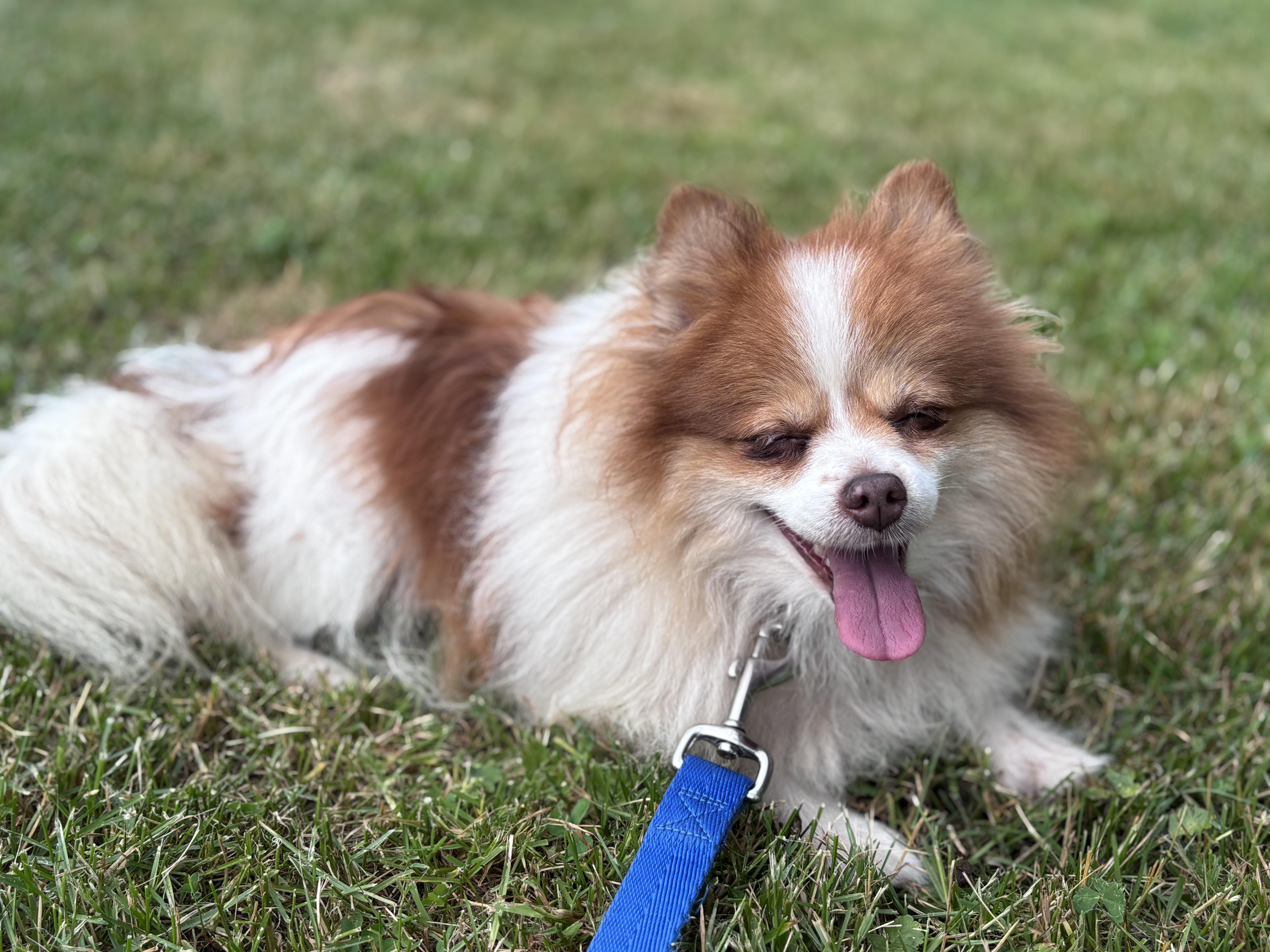 A senior small-sized female Red / Chestnut / Orange Pomeranian dog named Gemma for adoption in Independence, OH