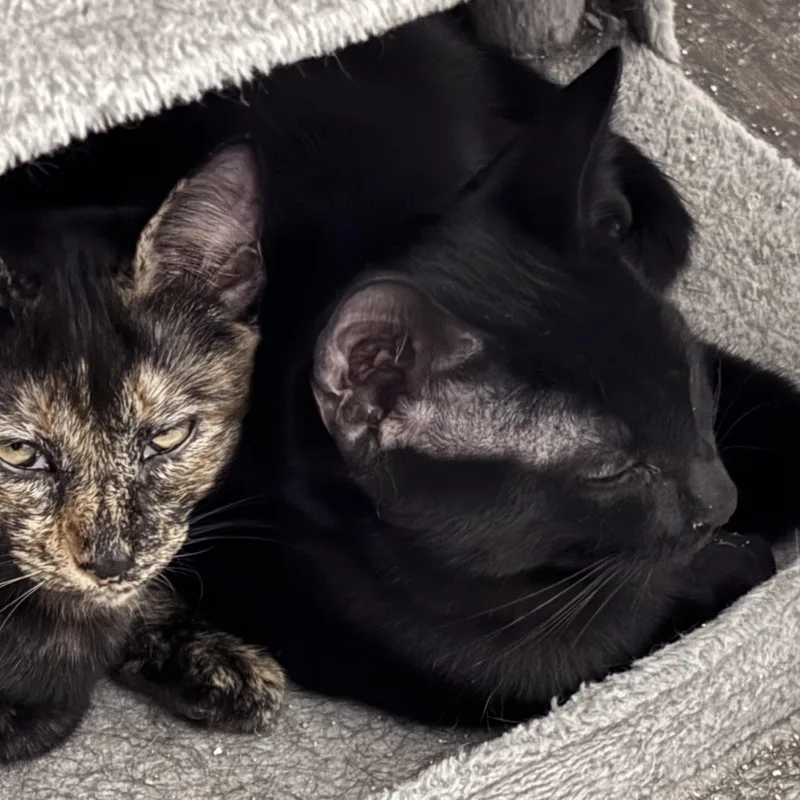 A baby small-sized female Tortoiseshell Domestic Short Hair cat named Phoenix & Midnight for adoption in Liverpool, TX