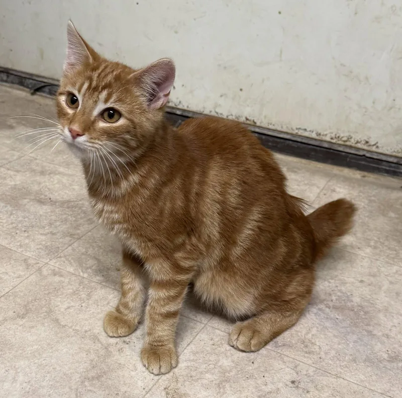 A young medium-sized male Orange / Red Domestic Short Hair cat named Spooter for adoption in Elkins, WV