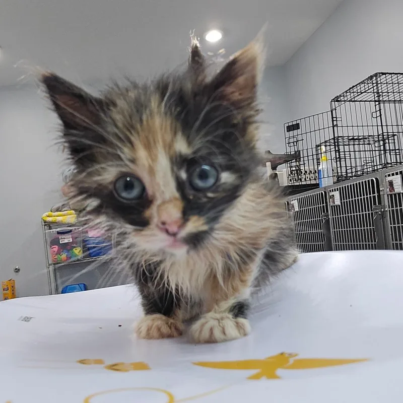 A baby small-sized female Calico Domestic Medium Hair cat named Regalina for adoption in Fairmont, WV