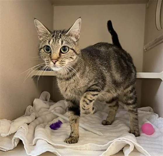 A young small-sized female Domestic Short Hair cat named Alps for adoption in Denver, CO
