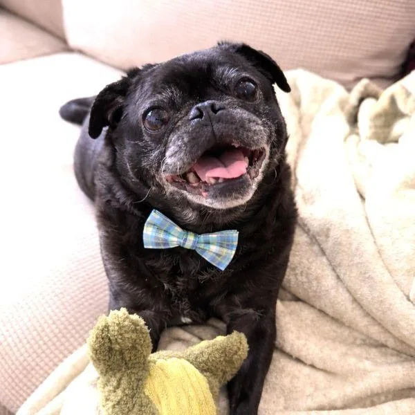 A senior small-sized male Black Pug dog named Carter for adoption in Alvin, TX