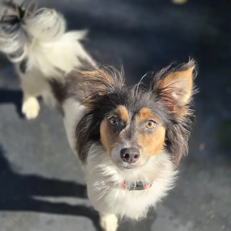 An adult small-sized female White / Cream Rat Terrier dog named Eloise for adoption in Mansfield, TX