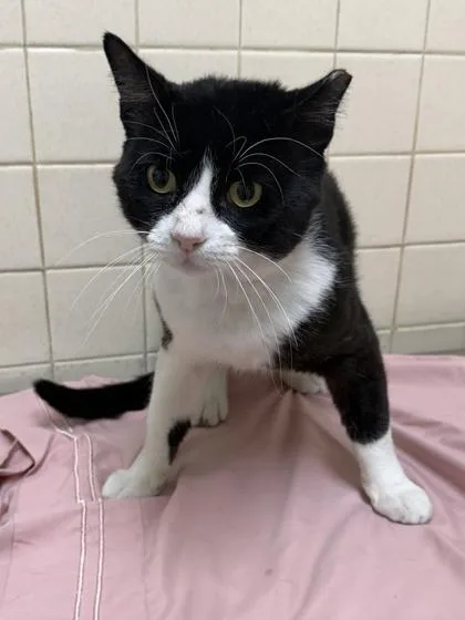 An adult large-sized male Domestic Short Hair cat named James Purr Bond for adoption in San Antonio, TX