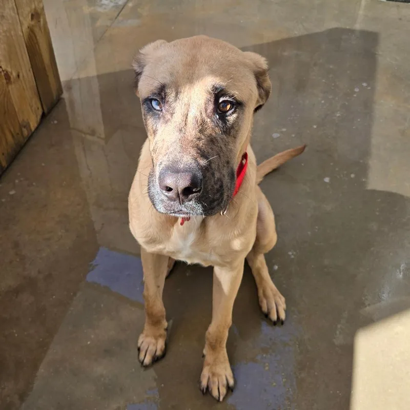 A young large-sized male Yellow / Tan / Blond / Fawn Labrador Retriever dog named Teriyaki for adoption in Freeport, FL