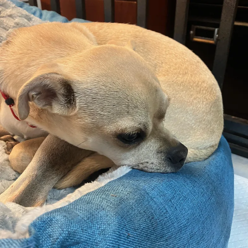 A young small-sized male Apricot / Beige Puggle dog named Curly for adoption in Washington, PA