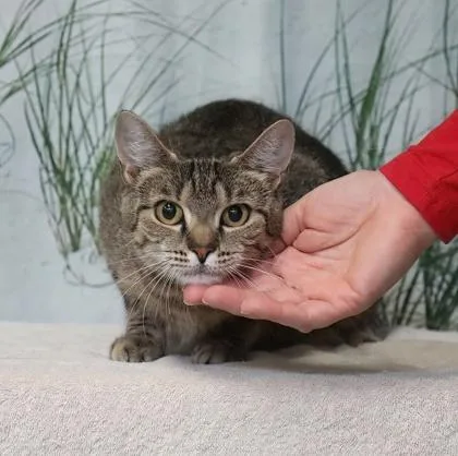 An adult small-sized female Domestic Short Hair cat named Visenya for adoption in West Chester, PA