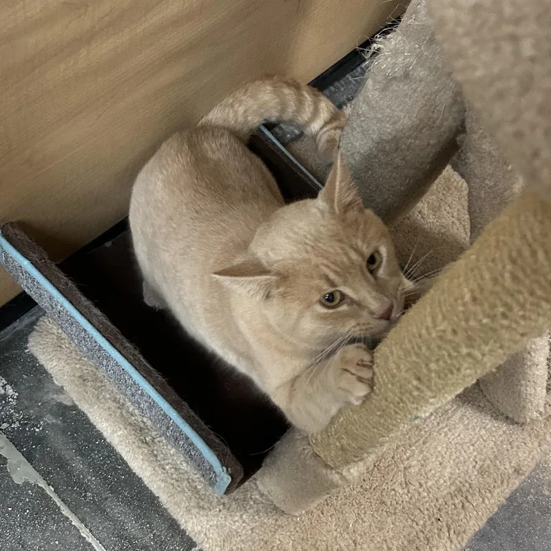 An adult medium-sized male Orange / Red Domestic Short Hair cat named Sam for adoption in Hemet, CA