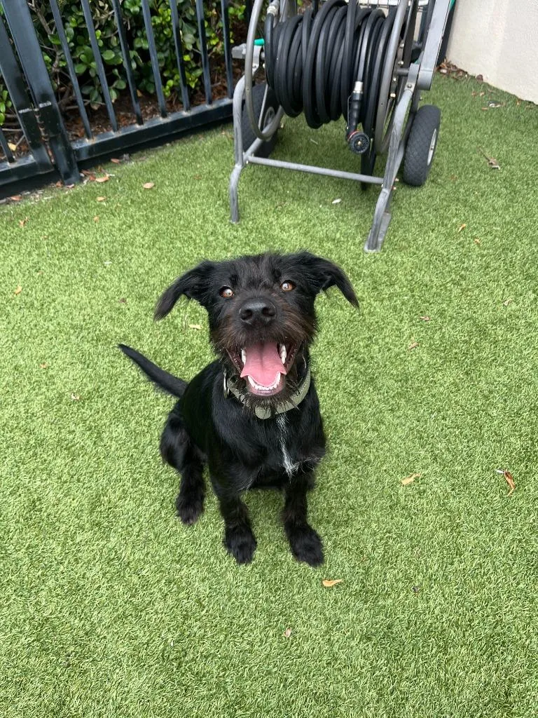 A baby medium-sized male Wirehaired Terrier dog named Nico for adoption in Richland Hills, TX